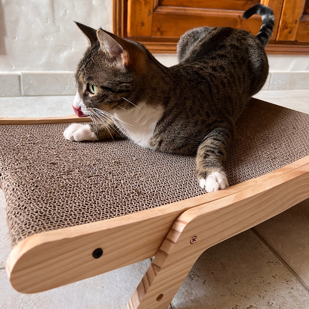 griffoir carton chat