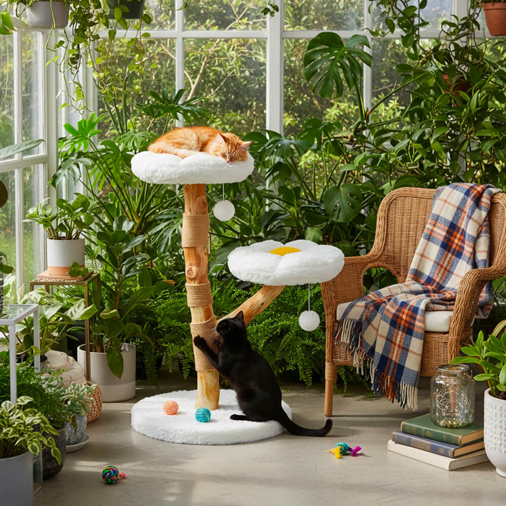 Arbre à Chat Bois Naturel Canopée Sauvage™