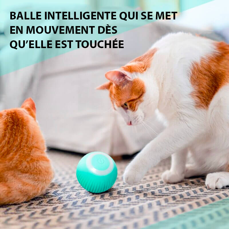 balle rebondissante chat