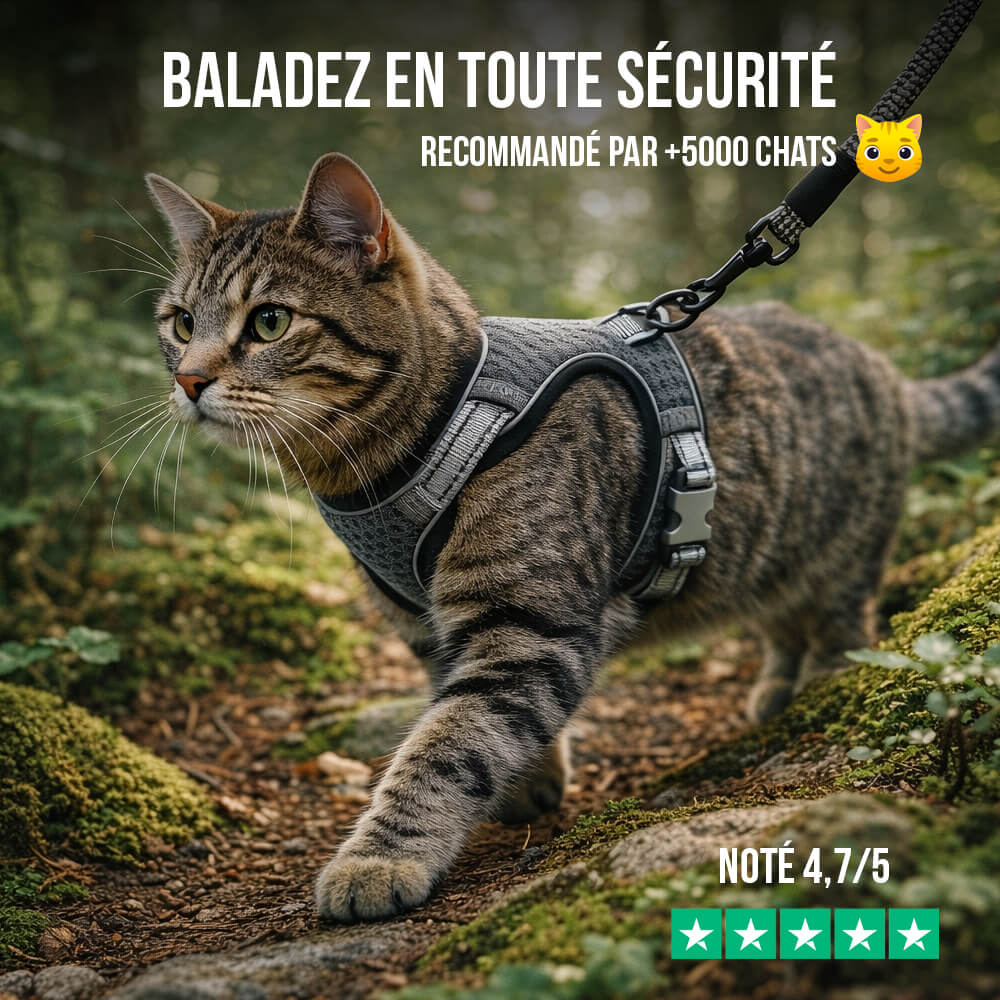 Harnais Chat Anti-Fugue CutePet™