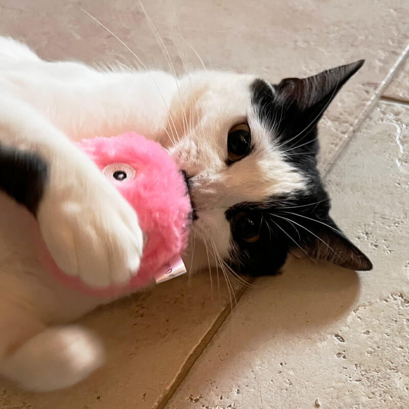 Balle Interactive pour Chat CutePet™